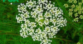 Điều trị viêm lộ tuyến cổ tử cung bằng thuốc Nam: 4 loại cây quý dễ kiếm hiệu quả cao